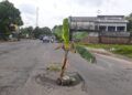 Tampak pohon pisang yang ditanami oleh warga karena geram jalan lubang tak kunjung diperbaiki. (Foto:Rochim/Tugu Jatim)