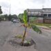 Berlubang Parah, Warga Tuban Protes dengan Menanam Pohon Pisang di Jalan Nasional 9 Tampak pohon pisang yang ditanami oleh warga karena geram jalan lubang tak kunjung diperbaiki. (Foto:Rochim/Tugu Jatim)