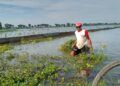 Intensitas Hujan Tinggi, Ratusan Hektare Sawah di Tuban Terendam Banjir 3 Ratusan hektare sawah di Tuban terendam banjir. (Foto: Dokumen/Camat Plumpang)