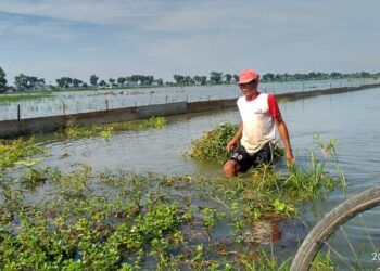 Ratusan hektare sawah di Tuban terendam banjir. (Foto: Dokumen/Camat Plumpang)