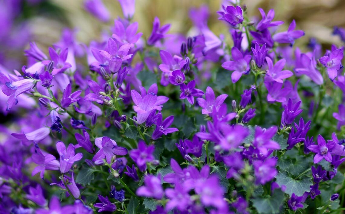 Manfaat Bunga Lobelia Bagi Kesehatan 1 Bunga Lobelia. (Foto: Pixabay)