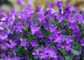 Bunga Lobelia. (Foto: Pixabay)