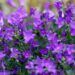 Manfaat Bunga Lobelia Bagi Kesehatan 8 Bunga Lobelia. (Foto: Pixabay)