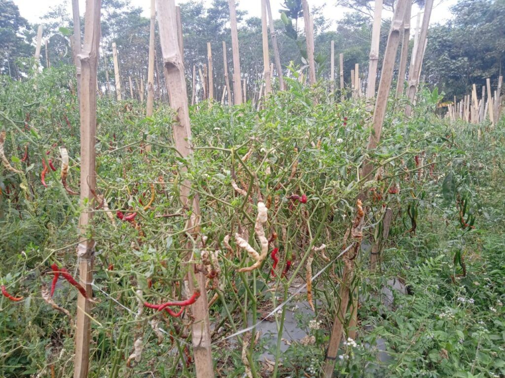 Harga cabai di Kabupaten Malang melambung tinggi hingga 100 persen lantaran banyaknya petani yang gagal panen. (Foto: RAP/Tugu Malang/Tugu Jatim)