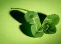Ilustrasi daun semanggi dan tumbuhan semanggi berdaun empat. (Foto: Pixabay)