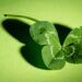 Manfaat Daun Semanggi hingga Mitos yang Menyelimuti 9 Ilustrasi daun semanggi dan tumbuhan semanggi berdaun empat. (Foto: Pixabay)