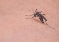 Kasus DBD di Kabupaten Pasuruan Sepanjang 2020 Turun jadi 116 Kasus 3 Ilustrasi penyakit demam berdarah dengue (DBD) di Kabupaten Pasuruan. (Foto: Pixabay)