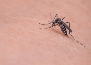 Ilustrasi penyakit demam berdarah dengue (DBD) di Kabupaten Pasuruan. (Foto: Pixabay)