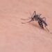 Ilustrasi penyakit demam berdarah dengue (DBD) di Kabupaten Pasuruan. (Foto: Pixabay)