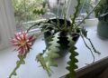 Fishbone cactus merupakan salah satu tanaman hias yang diprediski bakal banyak diminati di tahun 2021 ini. (Foto: Reddit/sugberger) tanaman hias tahun 2021