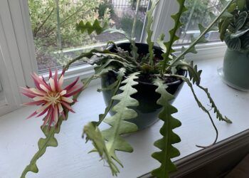 Fishbone cactus merupakan salah satu tanaman hias yang diprediski bakal banyak diminati di tahun 2021 ini. (Foto: Reddit/sugberger) tanaman hias tahun 2021
