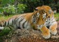 Ilustrasi harimau. (Foto: Pixabay) laporan warga terdapat harimau di Gunung Wilis kediri