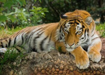 Ilustrasi harimau. (Foto: Pixabay) laporan warga terdapat harimau di Gunung Wilis kediri