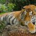 Dilapori Warga Ada Harimau di Lereng Gunung Wilis, Perhutani Kediri Pantau Berkala 8 Ilustrasi harimau. (Foto: Pixabay) laporan warga terdapat harimau di Gunung Wilis kediri