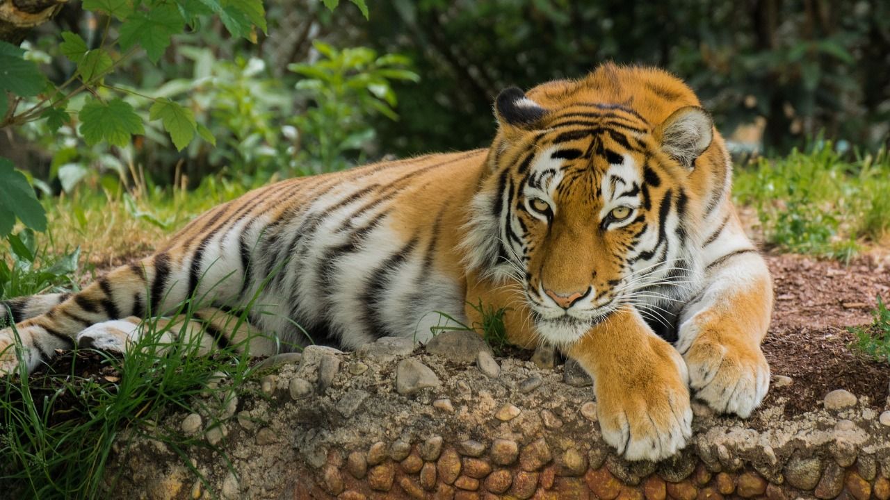 Ilustrasi harimau. (Foto: Pixabay) laporan warga terdapat harimau di Gunung Wilis kediri