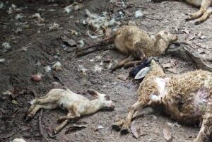 Kambing yang tewas diduga dimangsa oleh kawanan anjing liar. (Foto: Facebook/Panji Ingin Bersamamue)