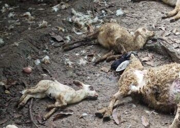 Kambing yang tewas diduga dimangsa oleh kawanan anjing liar. (Foto: Moch Abdurrochim/Tugu Jatim)