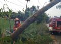 Kejadian pohon tumbang di daerah Jatirogo, Tuban, Senin (18/1/2021). (Foto: Moch Abdurrochim/Tugu Jatim)