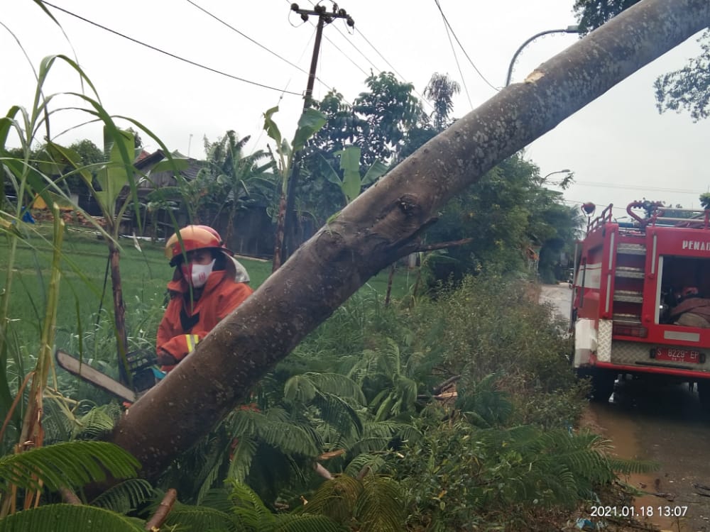 Kejadian pohon tumbang di daerah Jatirogo, Tuban, Senin (18/1/2021). (Foto: Moch Abdurrochim/Tugu Jatim)