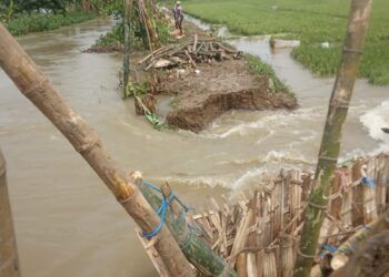 Salah satu tanggul Sungai Avour Suru, Tuban yang jebol akibat hujan deras yang mengguyur Tuban sejak Minggu (24/1/2021) malam. (Foto: Agus Setiawan/Tugu Jatim)