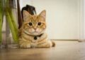 Kucing Bisa Galau Juga jika Ditinggal Pemiliknya...? 2 Ilustrasi kucing, hewan lucu yang bakal gelisah ketika ditinggal pemiliknya. (Foto: Pixabay)