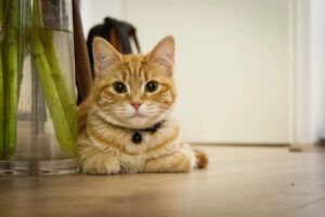 Kucing Bisa Galau Juga jika Ditinggal Pemiliknya…?