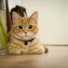 Ilustrasi kucing, hewan lucu yang bakal gelisah ketika ditinggal pemiliknya. (Foto: Pixabay)