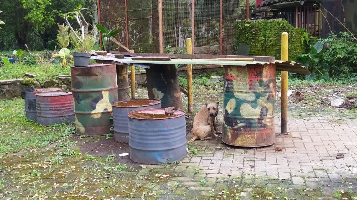 Fakta di Balik Anjing "Thor" yang Mati di Malang Diduga Ditelantarkan Pemiliknya 1 Anjing yang disebut ditelantarkan pemiliknya di luar rumah. (Foto:Azmy/Tugu Jatim)