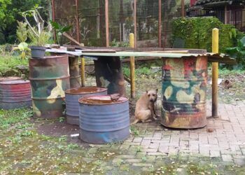 Anjing yang disebut ditelantarkan pemiliknya di luar rumah. (Foto:Azmy/Tugu Jatim)