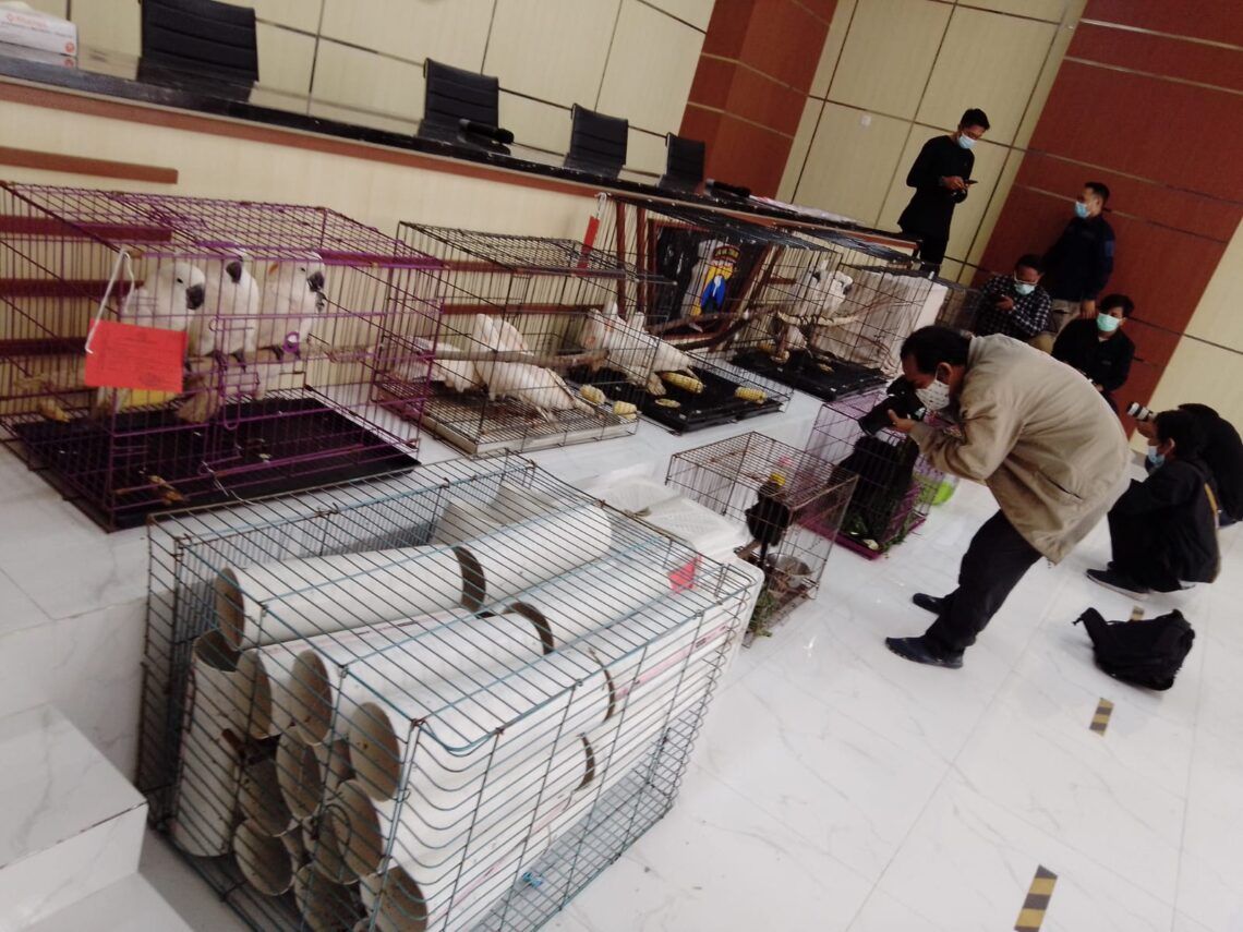 Polda Jatim-BKSDA Tangkap Pasutri asal Kediri karena Menjual Satwa secara Ilegal 1 Satwa-satwa yang berhasil diselamatkan karena perdagangan ilegal yang dilakukan oleh tersangka pasutri asal Kediri. (Foto:Rangga Aji/Tugu Jatim)