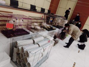 Polda Jatim-BKSDA Tangkap Pasutri asal Kediri karena Menjual Satwa secara Ilegal