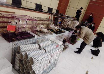 Satwa-satwa yang berhasil diselamatkan karena perdagangan ilegal yang dilakukan oleh tersangka pasutri asal Kediri. (Foto:Rangga Aji/Tugu Jatim)