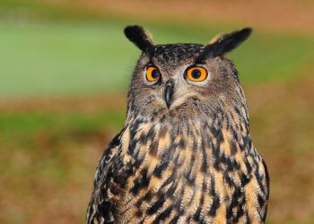 Ilustrasi burung hantu/Pixabay