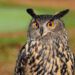 Ilustrasi burung hantu/Pixabay