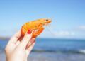 Ilustrasi udang/Pexels