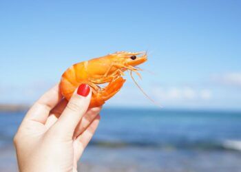 Ilustrasi udang/Pexels