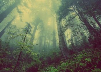 Ilustrasi hutan/Pixabay