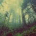 Ilustrasi hutan/Pixabay