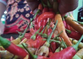 Rumiyatun salah satu pedagang cabai di Pasar Baru, Tuban. (Foto; Moch Abdurrochim/Tugu Jatim) harga cabai