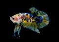 Ilustrasi ikan cupang. (Foto: Pixabay) fakta unik ikan cupang tugu jatim