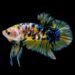 5 Fakta Unik Ikan Cupang, Kamu Sudah Ternak Cupang Belum? 8 Ilustrasi ikan cupang. (Foto: Pixabay) fakta unik ikan cupang tugu jatim