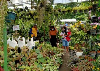 Pembeli sedang memilih tanaman di toko bunga Bagus Indah Tri Aulia (BITA) di Jl.Veteran Bojonegoro. (Foto: Mila Arinda/Tugu Jatim)