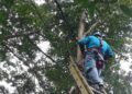 Petugas PLN Unit Ngadiluwih sedang memperbaiki kabel putus di Manisrenggo. (Foto: Noe/Tugu Jatim)