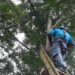 Kabel PLN Putus, Warga Manisrenggo Kediri Tak Dialiri Listrik selama 24 Jam 9 Petugas PLN Unit Ngadiluwih sedang memperbaiki kabel putus di Manisrenggo. (Foto: Noe/Tugu Jatim)