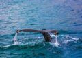 5 Fakta Ikan Paus, Hewan Terbesar di Muka Bumi