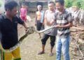 Warga Desa Sugiharjo, Kecamatan Tuban, Kabupaten Tuban saat menangkap ular piton kembang sepanjang dua meter di aliran irigasi, Jumat (12/2/2021). (Foto: Moch Abdurrochim/Tugu Jatim)