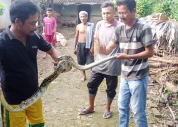 Warga Desa Sugiharjo, Kecamatan Tuban, Kabupaten Tuban saat menangkap ular piton kembang sepanjang dua meter di aliran irigasi, Jumat (12/2/2021). (Foto: Moch Abdurrochim/Tugu Jatim)