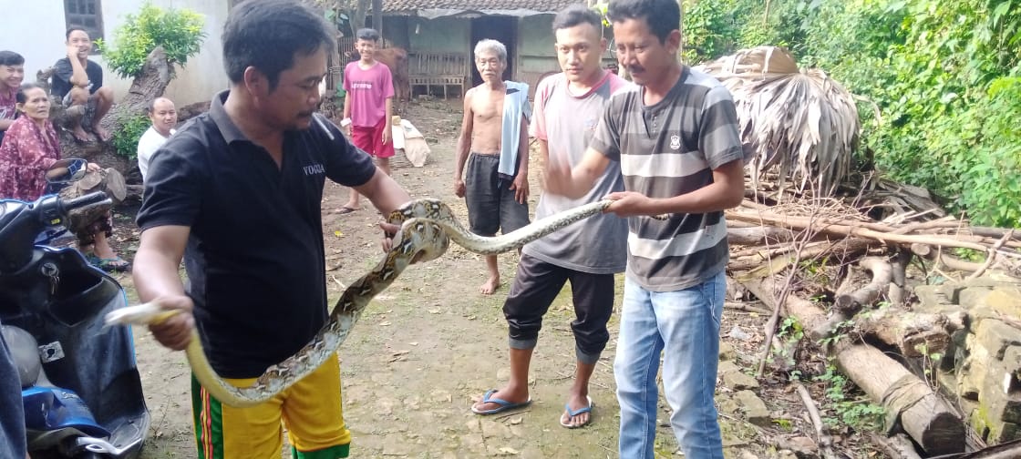 Warga Desa Sugiharjo, Kecamatan Tuban, Kabupaten Tuban saat menangkap ular piton kembang sepanjang dua meter di aliran irigasi, Jumat (12/2/2021). (Foto: Moch Abdurrochim/Tugu Jatim)