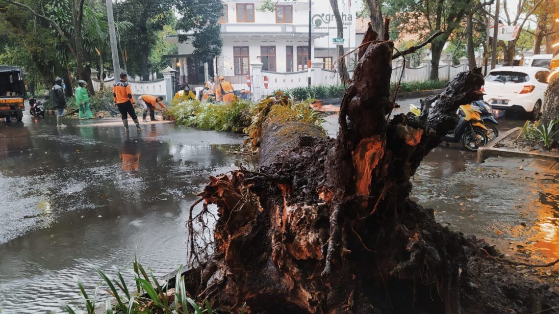 Pohon Setinggi 15 Meter Dekat Balai Kota Malang Tumbang 5 Pohon mahoni setinggi 15 meter di kawasan Jalan Tumapel, dekat Balai Kota Malang tumbang hingga melintang menutup jalan, Sabtu (27/2/2021). (Foto : Azmy/Tugu Malang/Tugu Jatim)