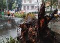 Pohon mahoni setinggi 15 meter di kawasan Jalan Tumapel, dekat Balai Kota Malang tumbang hingga melintang menutup jalan, Sabtu (27/2/2021). (Foto : Azmy/Tugu Malang/Tugu Jatim)